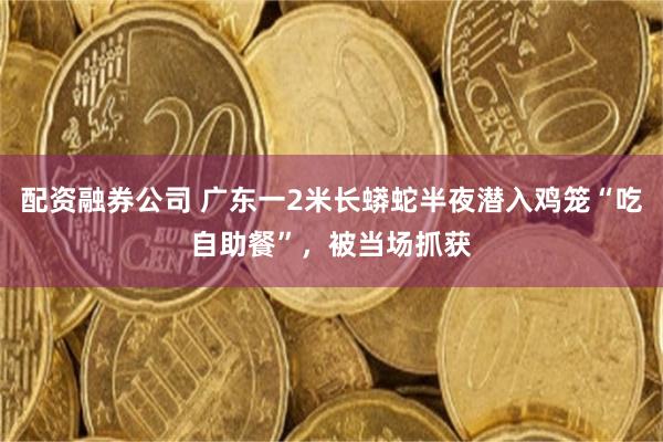 配资融券公司 广东一2米长蟒蛇半夜潜入鸡笼“吃自助餐”,被当场抓获